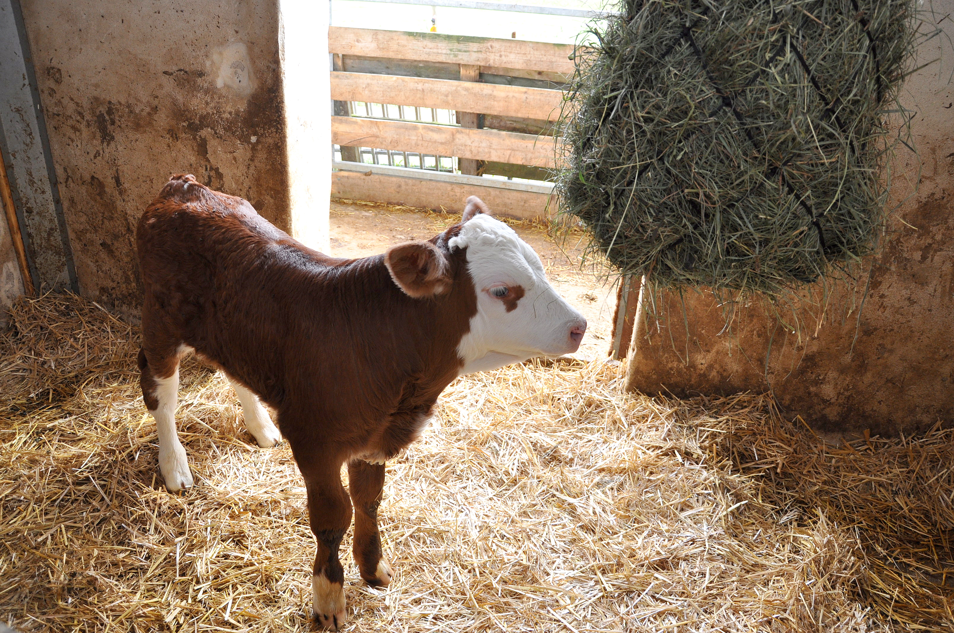 Farmers Almanac 2024 Best Days To Wean Calves - Asia Mareah