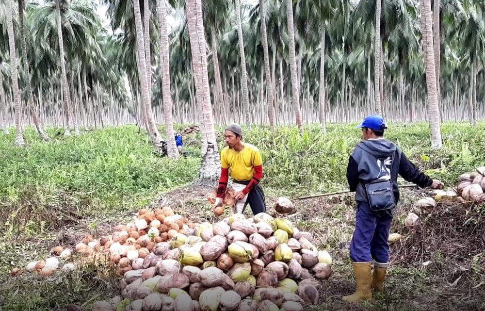 Image VIDEO. The World’s First Coconut Congress