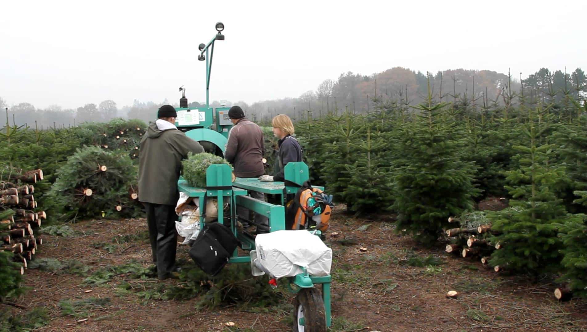 The Christmas Tree—Through the Fields We Go