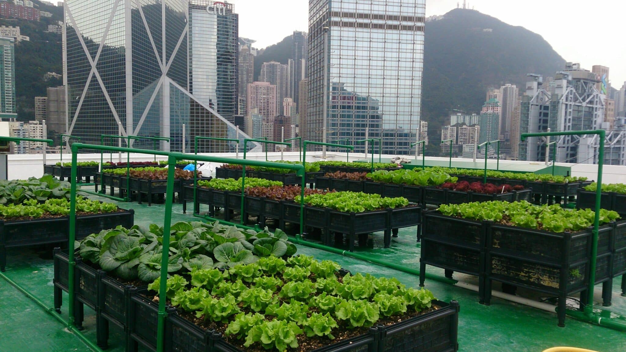 The Latest on Rooftop Farms in Cities